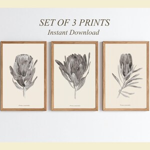 Juego de 3 láminas botánicas de proteas, arte mural vintage en tonos neutros (descarga digital)