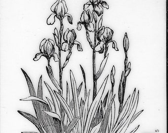 Deep Red Cling Stamps --     Iris in Bloom     -- NEW -- (#3847)