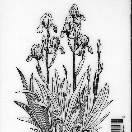 Deep Red Cling Stamps --     Iris in Bloom     -- NEW -- (#3847)