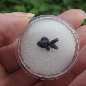 Tiny black goldfish, 1 cm long