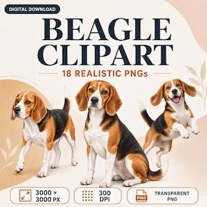 Pode incluir: Um conjunto de download digital de clipart de Beagle com 18 PNGs realistas. A imagem exibe três cães Beagle em diferentes poses contra um fundo claro com o texto BEAGLE CLIPART, 18 REALISTIC PNGs, 3000 x 3000 PX, 300 DPI e TRANSPARENT PNG.
