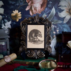 Op de afbeelding: Een zwart en goudkleurig sierlijk fotolijstje met een vintage illustratie van een egel die een blad strijkt. De lijst staat tegen een bloemenbehang. Een vergrootglas en andere antieke items staan op de voorgrond.