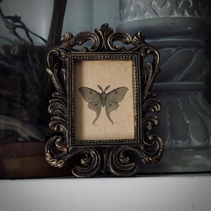 Luna Moth Mini Portrait in Vintage Style Frame – Gothic Cottagecore Decor, Dark Academia Artwork, Victorian Inspired Oddity