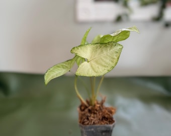 May include: A small potted plant with light green and white leaves. The plant is in a square black pot with a brown, moss-like material at the base. The leaves have a distinctive arrowhead shape.
