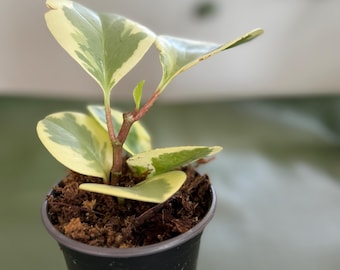 Baby Rubber Tree (peperomia Obtusifolia) - Etsy