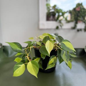 May include: A potted Philodendron plant with vibrant green and yellow variegated leaves. The plant is in a black pot, set against a green surface. A white framed mirror is in the background.