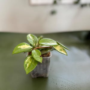 Hoya Carnosa Variegated - Wax Plant in Nursery Pot