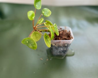 Chinese Money Plant: Easy-Care Pilea Peperomioides in 3" Pot