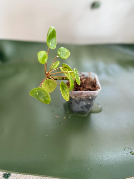 living with plants book Living Wild (How to Plant Style Your Home and Cultivate Happiness) main image 1