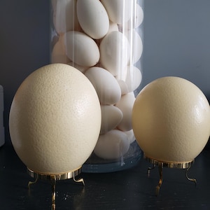 Eggshells Craft Supplies: Hollow Goose and Ostrich Eggshells