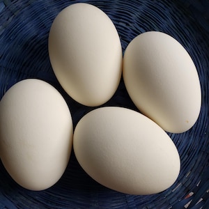 Plain Goose Eggshells, Hollow Eggs, Empty Egg-Shell Craft Supplies