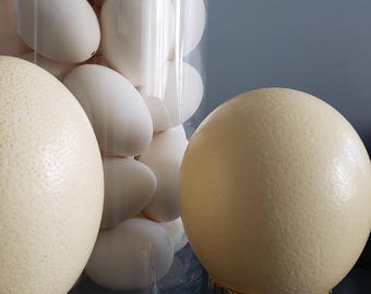 Hollow Ostrich Eggshells and Natural Goose Eggs Craft Supplies