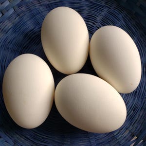 May include: Four smooth, off-white, oval-shaped eggs are arranged in a cluster. The eggs have a matte finish and are positioned against a dark blue, woven, circular surface with a visible grid-like texture throughout the background.