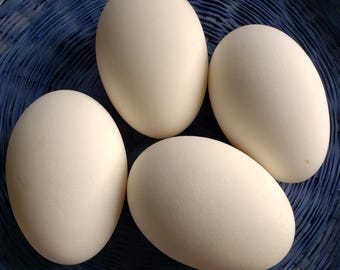 Hollow Goose Eggshells | Real Whole Goose Eggs | Natural Craft Egg Supplies | Pysanky Carving Painting