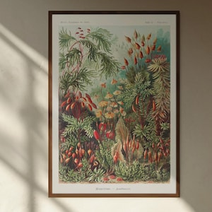Ernst Haeckel Botanical Print: Antique Moss Illustration on Bamboo Paper