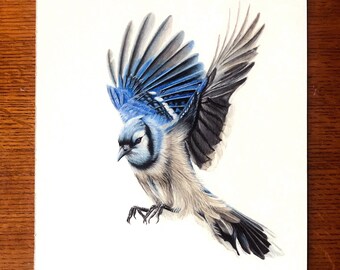 Blue Jay Drawing Etsy