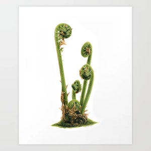 Fiddlehead Varens - kleurpotloodtekening - Kunstafdruk