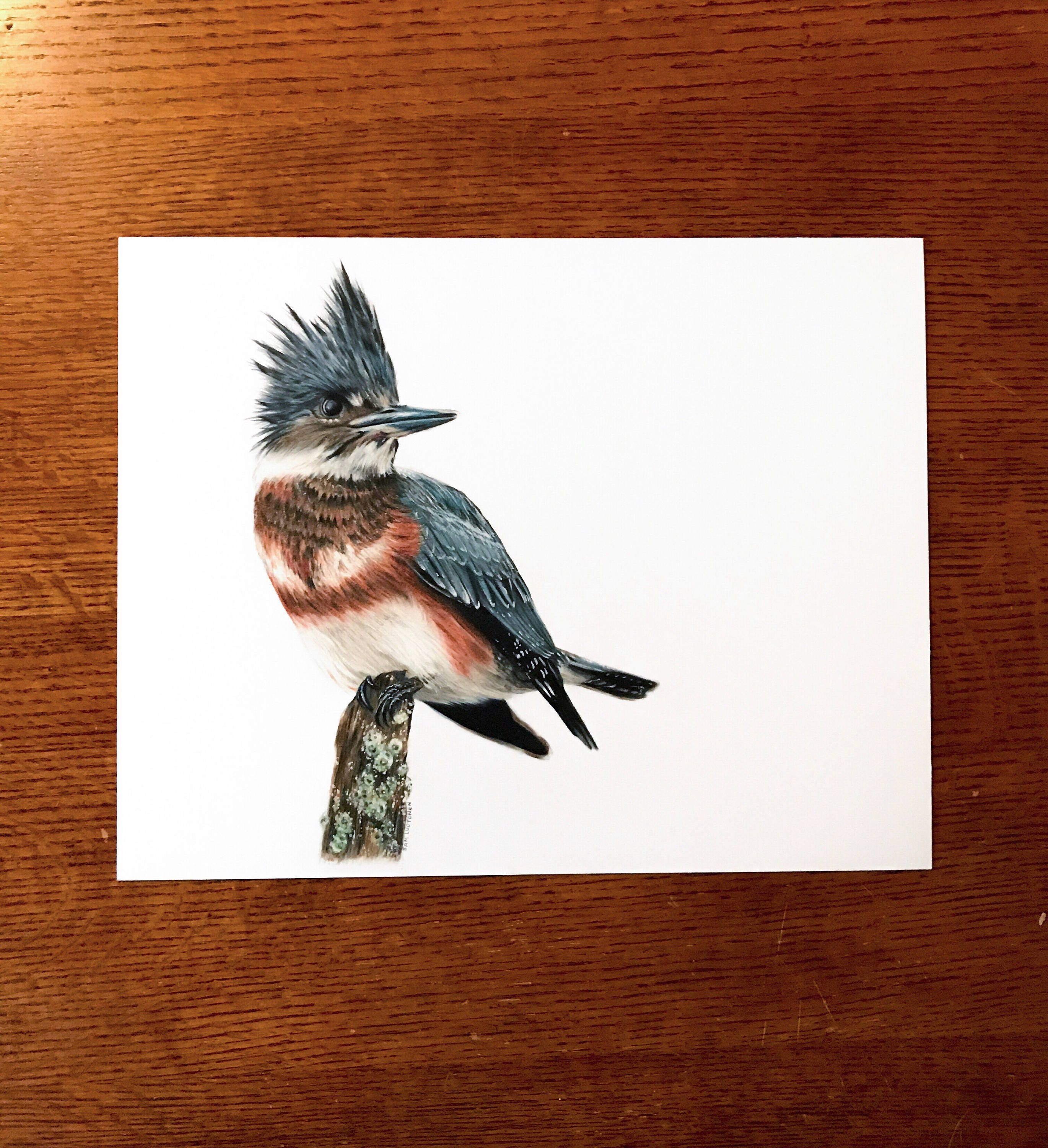 Original Belted Kingfisher Drawing | Etsy