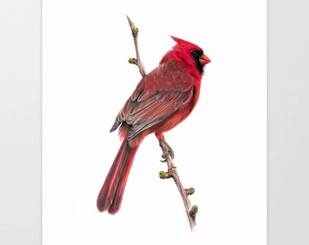 Cardinal - Colored Pencil Drawing - Art Print