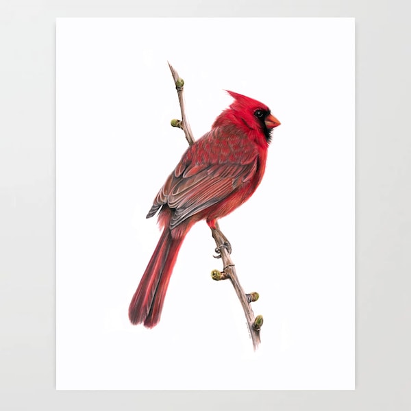 Cardinal - Colored Pencil Drawing - Art Print