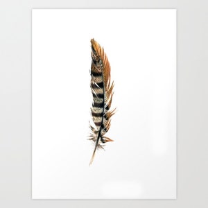 Fasan Feder - Buntstift Zeichnung - Kunst Druck