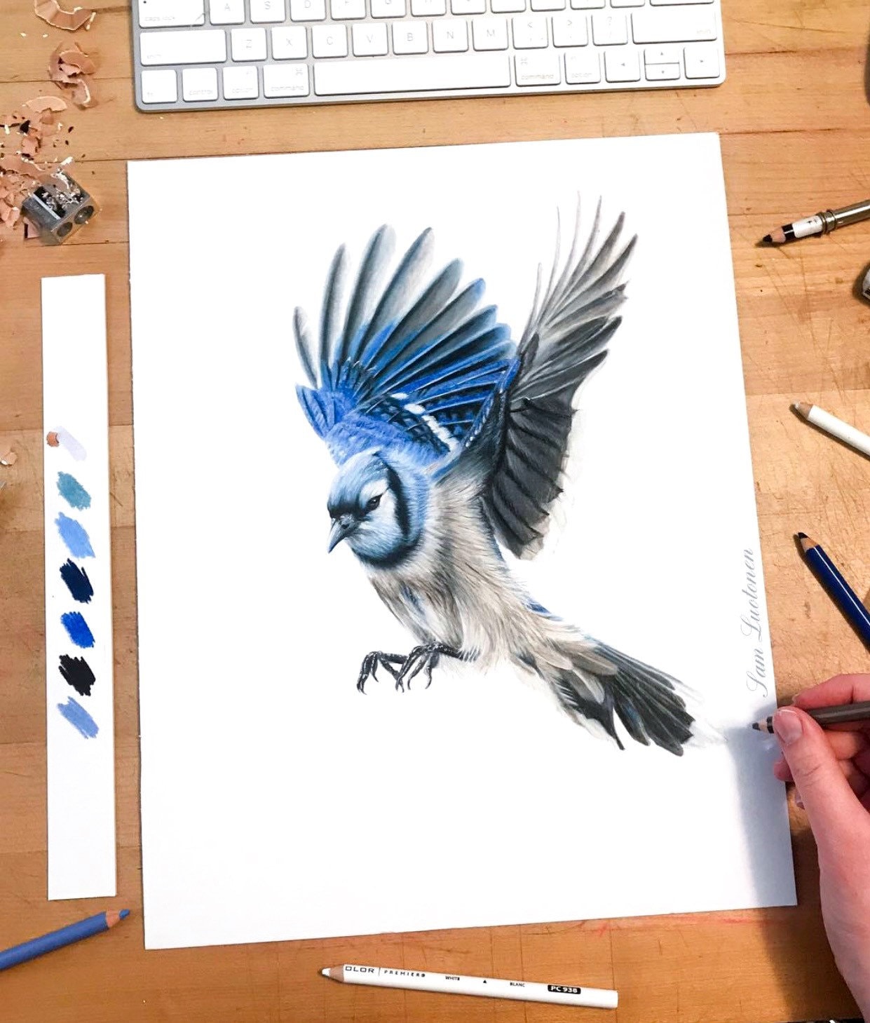Blue Jay Colored Pencil Drawing Art Print - oggsync.com
