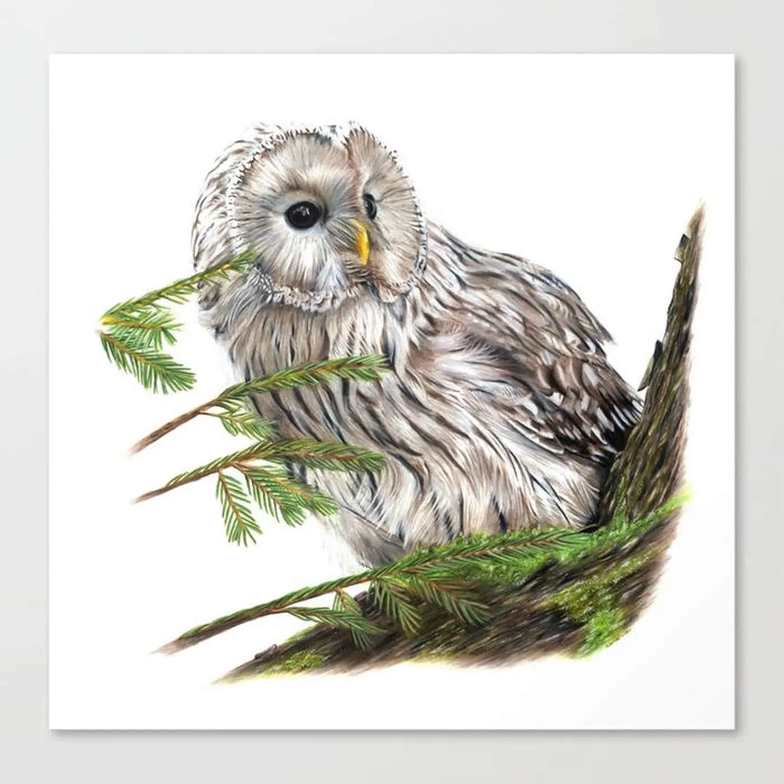 Owl in Pine - Colored Pencil Drawing - Art Print