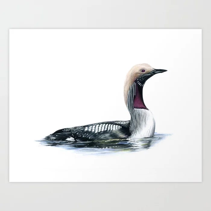 Arctic Loon - Colored Pencil Drawing - Art Print