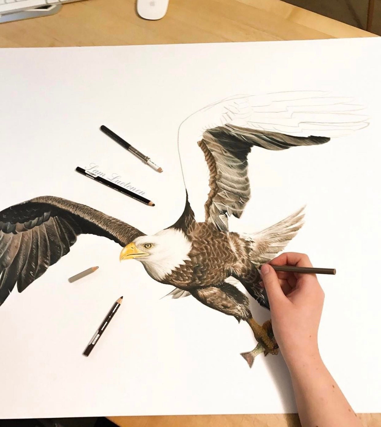 白頭ワシ - 色鉛筆画 - アートプリント - Etsy 日本