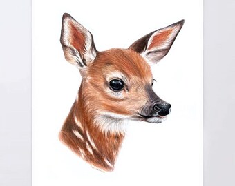 Fawn - Colored Pencil Drawing - Art Print