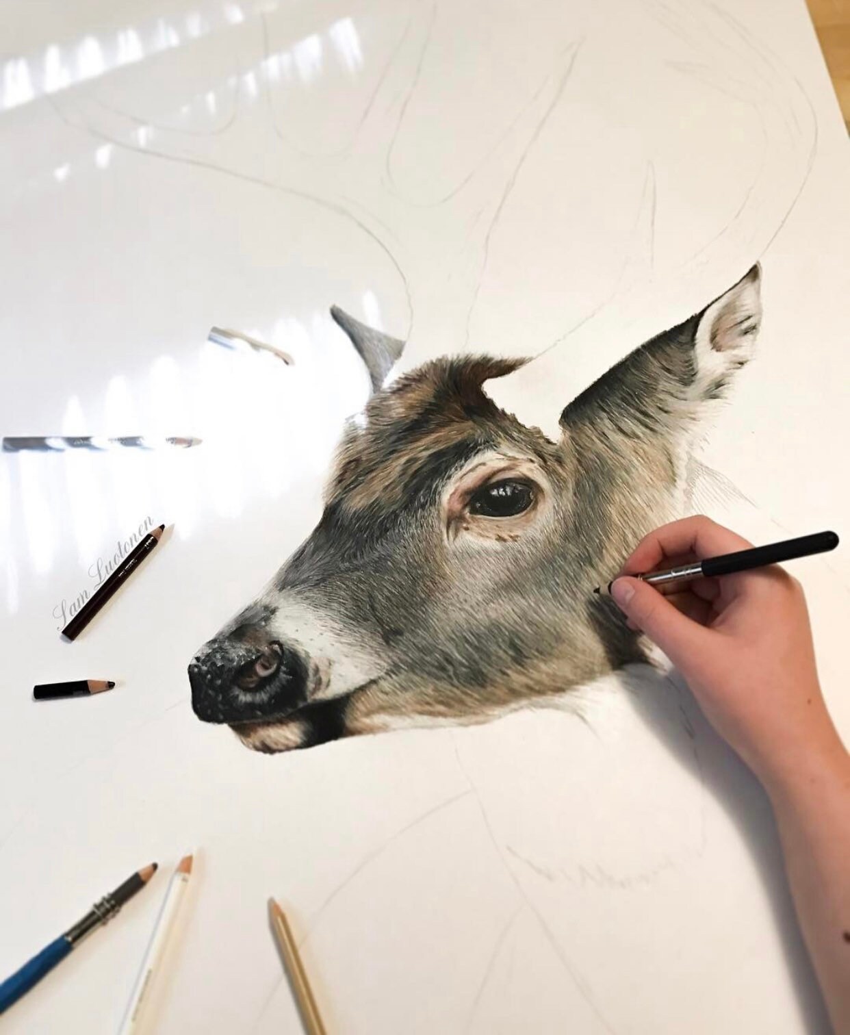 Buck Colored In White-tailed Buck - Colored Pencil Drawing - Art Print - Etsy UK