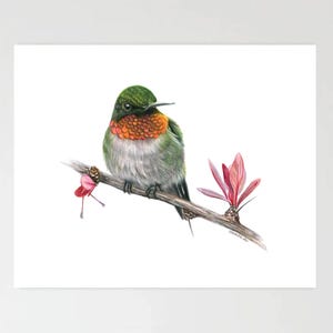 May include: A detailed colored pencil drawing of a hummingbird perched on a thin brown branch. The bird has a vibrant green head, a bright orange throat patch, and a white chest. A small pink flower and green leaves are on the branch.