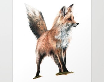 Red Fox - Colored Pencil Drawing - Art Print