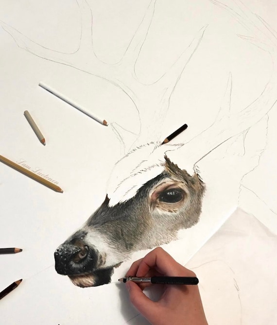 Buck Colored In Buck Drawing Pencil Sketch Colorful Realistic Art Images Drawing