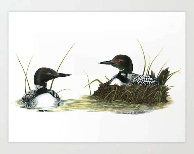 Nesting Common Loons  - Colored Pencil Drawing - Art Print