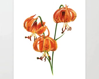 Michigan Lily - Colored Pencil Drawing - Art Print