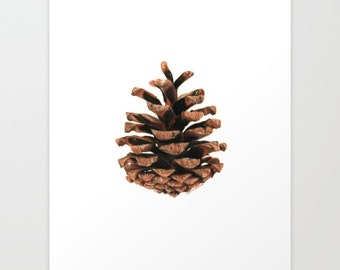 Pine Cone - Colored Pencil Drawing - Art Print