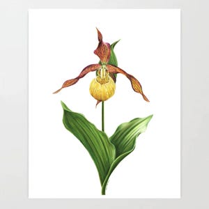 May include: A botanical illustration of a lady slipper orchid featuring a central yellow pouch-like labellum, surrounded by long, wavy, reddish-brown petals and sepals, supported by a slender green stem and two large, broad, veined green leaves.