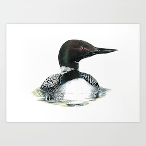 Common Loon 2 - Colored Pencil Drawing - Art Print