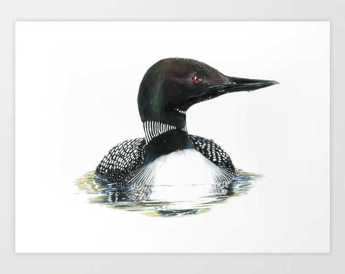 Common Loon 2 - Buntstift Zeichnung - Kunstdruck