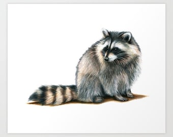 Raccoon - Colored Pencil Drawing - Art Print