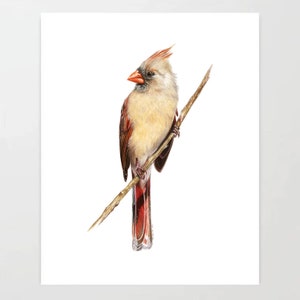 Female Cardinal - Colored Pencil Drawing - Art Print