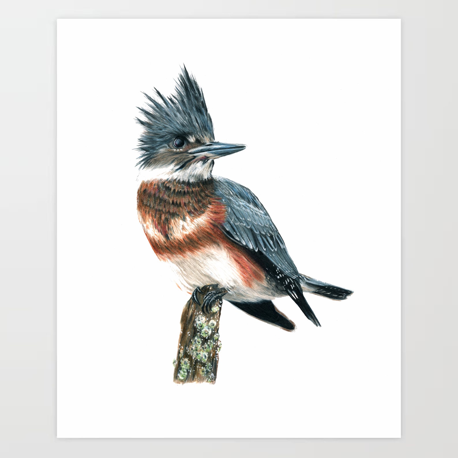 鉛筆 カワセミ 絵画 鉛筆アート カワセミ 真筆 1点物 Amazon 鉛筆画
