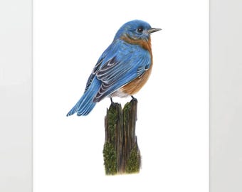 Eastern Bluebird - Colored Pencil Drawing - Art Print