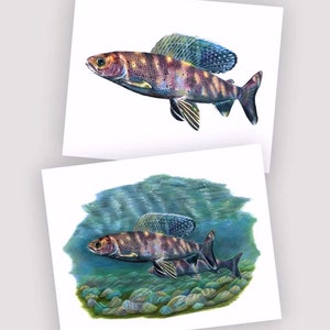 Tímalo ártico - Dibujo a lápiz de color - Impresión artística