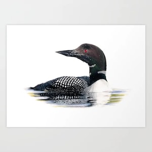 Common Loon - Colored Pencil Drawing - Art Print