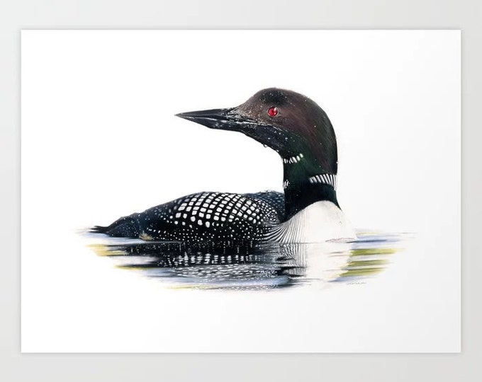 Common Loon - Colored Pencil Drawing - Art Print