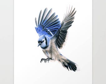 Blue Jay Art Etsy