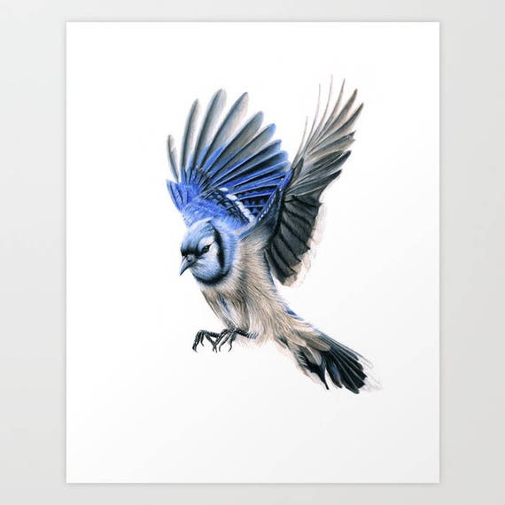 Blue Jay Colored Pencil Drawing Art Print 