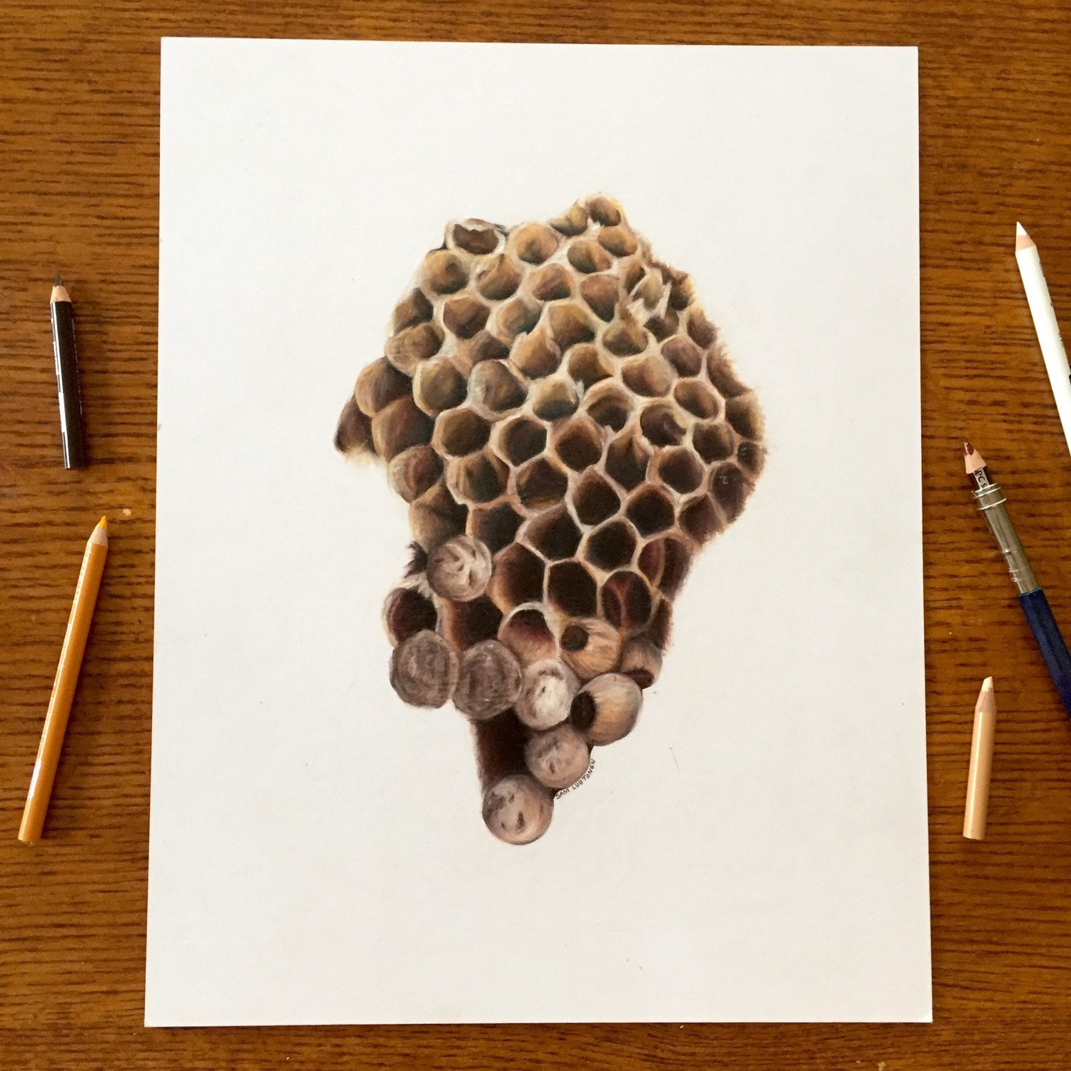 Original Bee Hive Drawing Etsy